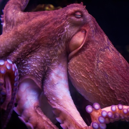 Intelligenter Oktopus - Gehirn im ganzen Körper