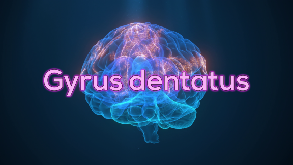 Wer Weiß Denn Sowas? - Wofür Sorgt Der 'gyrus Dentatus'.