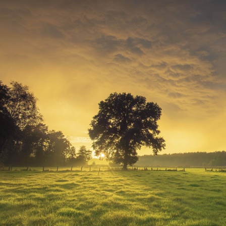 Ein atemberaubender Sonnenaufgang wirft einen goldenen Schein über eine ruhige ländliche Szene. Das üppige grüne Feld ist mit Bäumen übersät, was eine perfekte Mischung aus Licht und Natur ergibt.