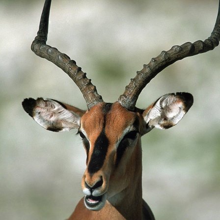 Die Tierdocs: Antilope ist immer dagegen
