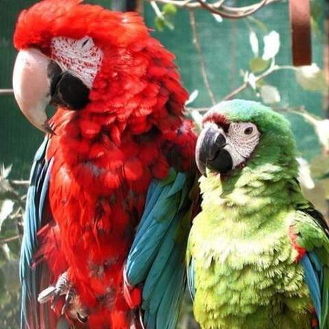 Zwei Papageien in voller farben Pracht.