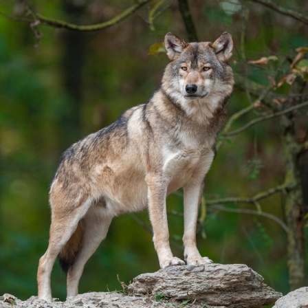 Wolf (Canis lupus) steht auf einem Stein im Wald und schaut aufmerksam
