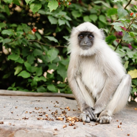 Der Affe in Indien - Mal Gott, mal Last
