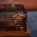 Mouse in cage looking away Symbolfoto
