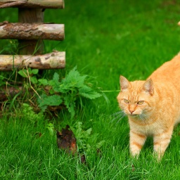 Katze steht mit erhebten Schwanz im Gras