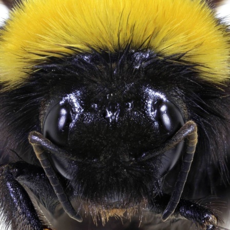 Makroaufnahme des Kopfes einer Hummel