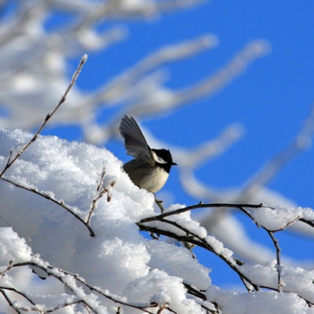 Eine Meise schlägt mit den Flügeln im verschneiten Geäst.