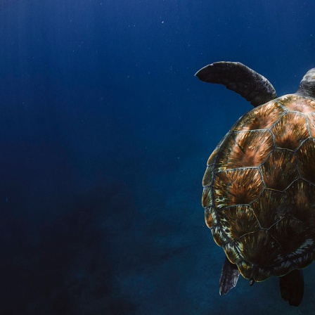 Eine Meeresschildkröte lässt sich im Sonnenlicht unter der Meeresoberfläche treiben.