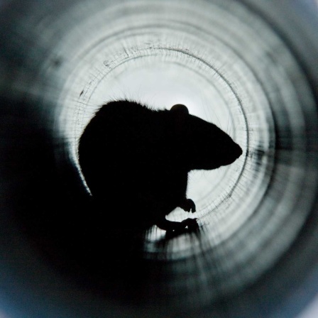 Ratte in Wasserrohr (Bild: IMAGO/ingimage)