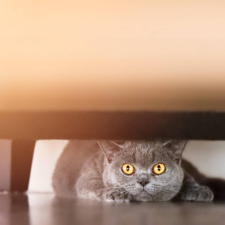 Katze unter Sofa: Lange bevor der Mensch etwas bemerkt, verziehen sich Katzen unters Sofa, wenn ein Gewitter im Anmarsch ist. Wie kann das sein? Haben sie einen &#034;sechsten Sinn&#034;?