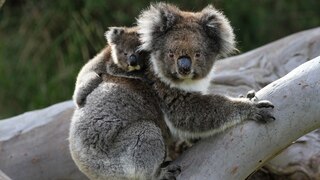 Koala-Mutter mit ihrem Jungen