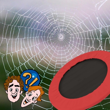 Kann man aus Spinnenseide ein Trampolin bauen?