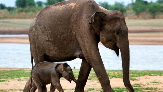 Elefantendame und Elefantenbaby