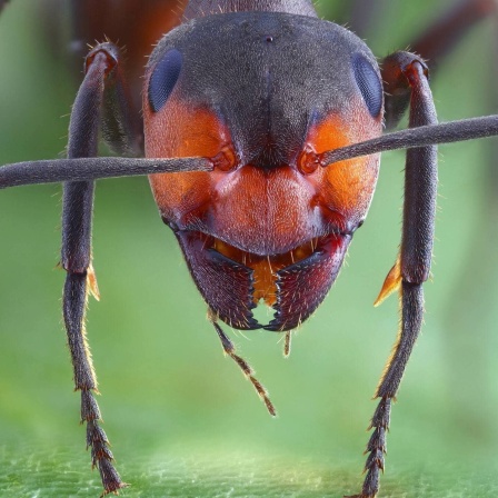 Die Tierdocs: Ameise kann fliegen