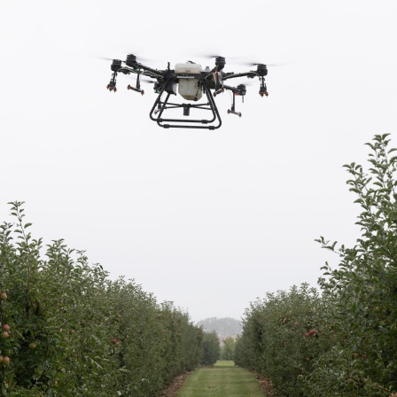 Ein Agrarcopter fliegt anlässlich eines «Feldtags» für Robotiklösungen für den Obst- und Weinbau über dem Gelände des Sächsischen Landesamts für Umwelt, Landwirtschaft und Geologie.
