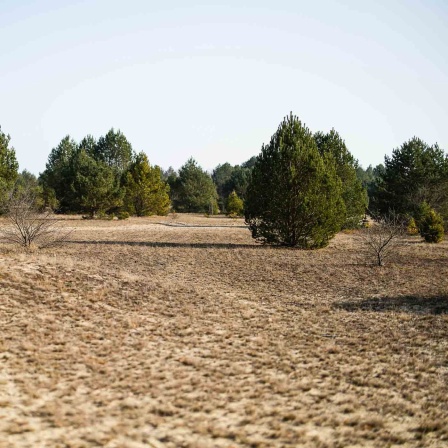 Vertrocknete Gräser in Naturschutzgebiet bei Luckenwalde