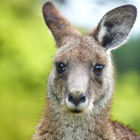 Die Tierdocs: Känguru lässts krachen