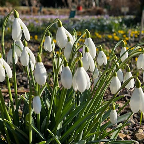 Blumen im Weinheimer Herrmanshof