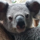 Kopf eines Koala