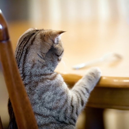 Katze wartet an einem Tisch auf Futter