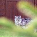 Eine silbergraue Katzhe mit langem Fell und gelben Augen vor einem hölzernen Hintergrund. Im Bildvordergrund, unscharf: Gräser.