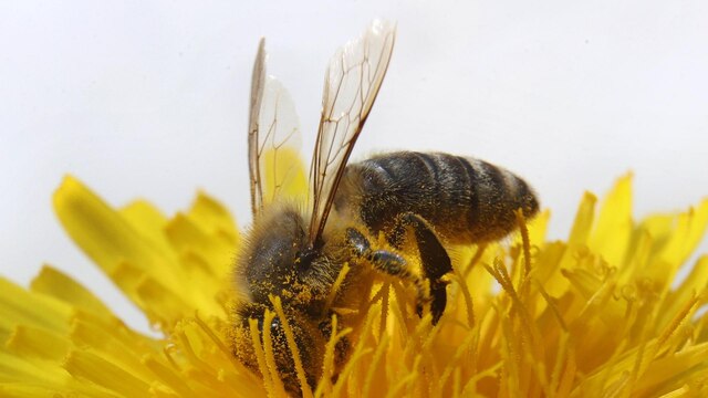 Eine Biene sammelt auf einem blühenden Löwenzahn Blütenstaub. | Bild: dpa-Bildfunk/Karl-Josef Hildenbrand