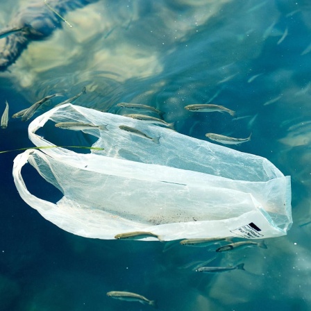 Plastiktüte treibt im Meer und zeigt die verheerenden Auswirkungen von Umweltverschmutzung auf die Meeresfauna. Plastikmüll ist eine große Bedrohung für die Ozeane und ihre Bewohner