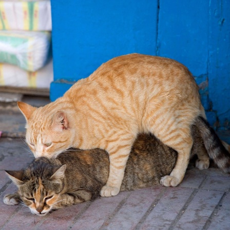 Katze sitzt auf Katze: Dieses Aufsteigeverhalten kann von Katze oder Kater begangen werden. Es ist eine Rangdemonstration, die allerdings bei Weibchen nicht so ausgeprägt ist.