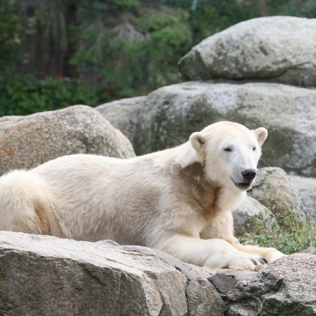 Eisbär Knut in seinem Gehege im Berliner Zoo (2010)