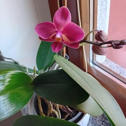 Eine pinke Ordchidee auf einem Fensterbrett