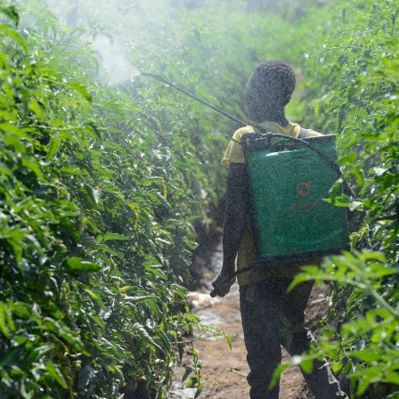 Benutzung von Pestiziden in Sambia