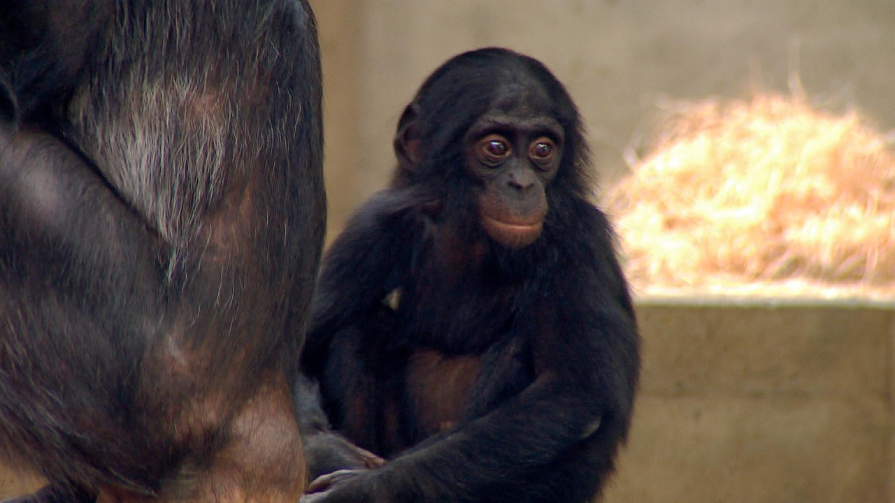 Knabberspielzeug für die Bonobos