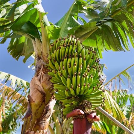 Bananenstaude, La Gomera, Kanarische Inseln, Spanien, Europa