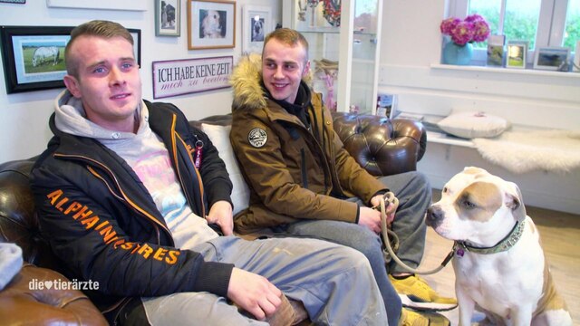 Zwei junge Männer sitzen mit ihrem bulligen Hund beim Tierarzt.