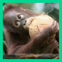 Lachlabor: Klauen Affen wirklich Kokosnüsse?