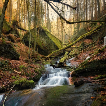 Bachlauf im Wald, ein atemberaubender Anblick.