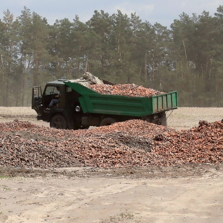 Karotten werden auf einem Feld entsorgt