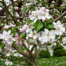 Apfelblüten in einem Garten