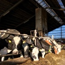 Kühe essen Heu im Stall