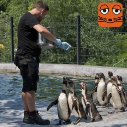 Pinguin-Fütterung im Zoo