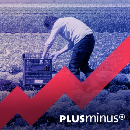Auf dem Bild ist eine Person bei der Ernte zu sehen. 15 Euro Mindestlohn? Die SPD will das durchsetzen. Doch Unternehmen und Ökonomen warnen, dass das Leben für uns alle dann teurer wird und sich die Wirtschaft nicht erholt. Stimmt das? Oder könnte ein höherer Mindestlohn der Wirtschaft sogar nützen?