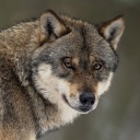Ein Wolf blickt Richtung Kamera