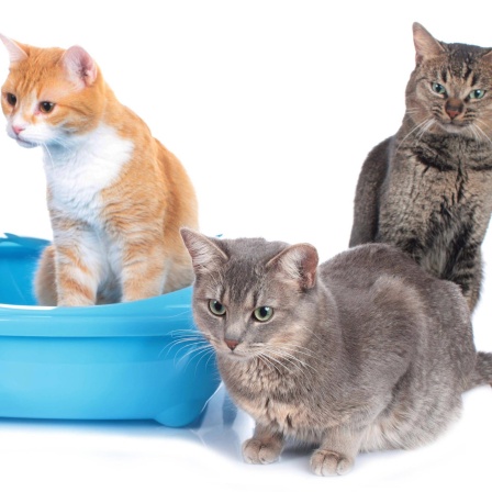 Drei Katzen und nur ein Katzenklo - das ist für die Tiere nicht ideal