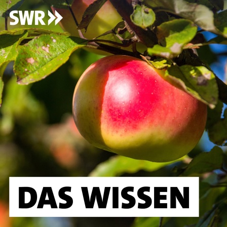 Apfel an einem Baum: Vermutlich vor rund 8.000 Jahren legten Menschen die ersten Obstgärten an, indem sie Bäume und Sträucher in Gruppen anordneten und sie bei Bedarf wässerten.