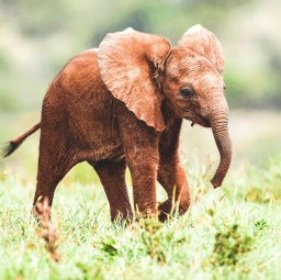 Ein junger afrikanischer Elefant mit großen Ohren und hellbrauner Haut läuft über eine Wiese mit grünem und braunen Gras.