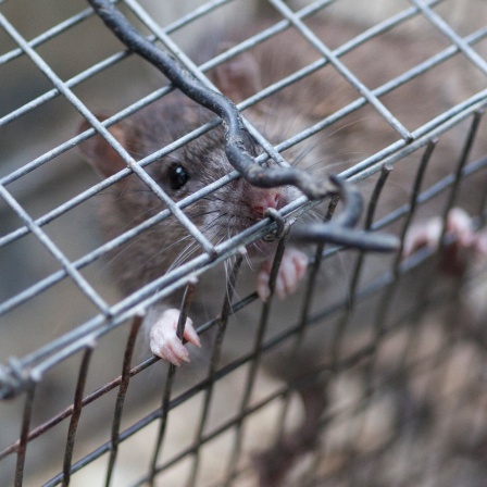 Ratte im Käfig