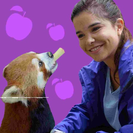 Collage von Anna und einem Roten Panda | Bild: BR