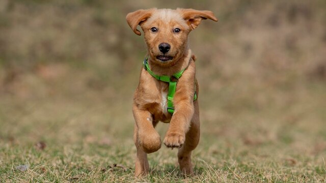 Kleiner, noch wachsender Junghund mit weichem, beigefarbigem Fell und Schlappöhrchen springt fröhlich über eine Wiese auf die Kamera zu