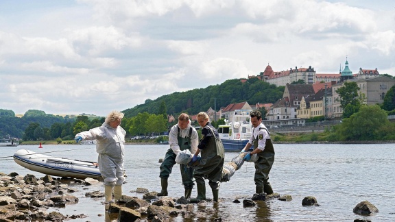 Wapo Elbe - Ewiges Leben (5)