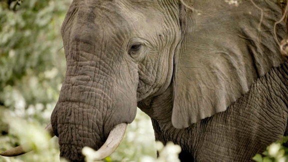 Reportage & Dokumentation - Tiere Als Trophäen – Wer Rettet Elefant, Löwe Und Co..